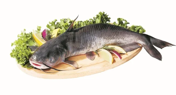 Whole Catfish 7/9oz